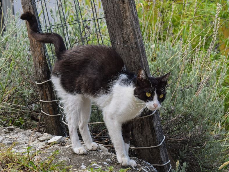 cat-markieren.jpg